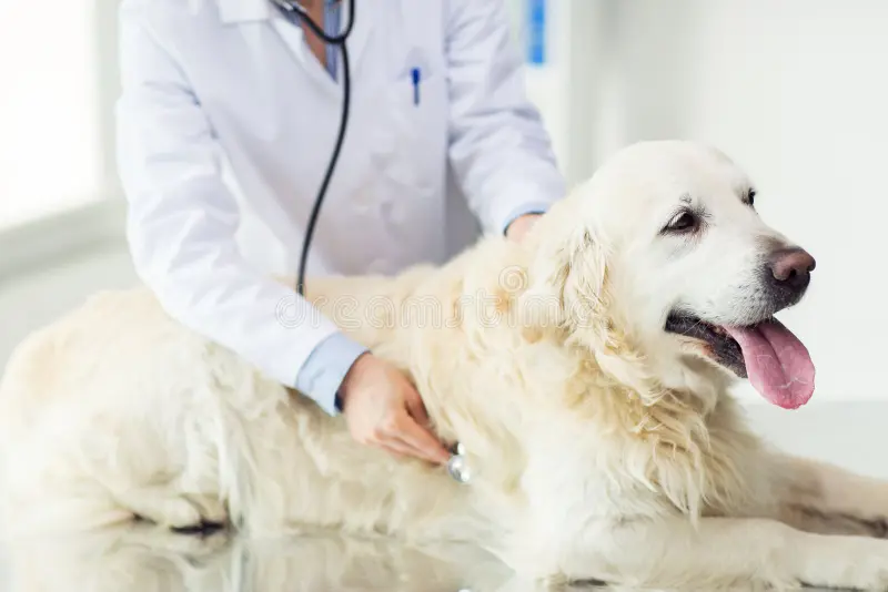 Pets, like people