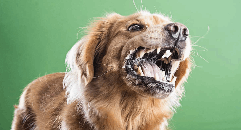rabies