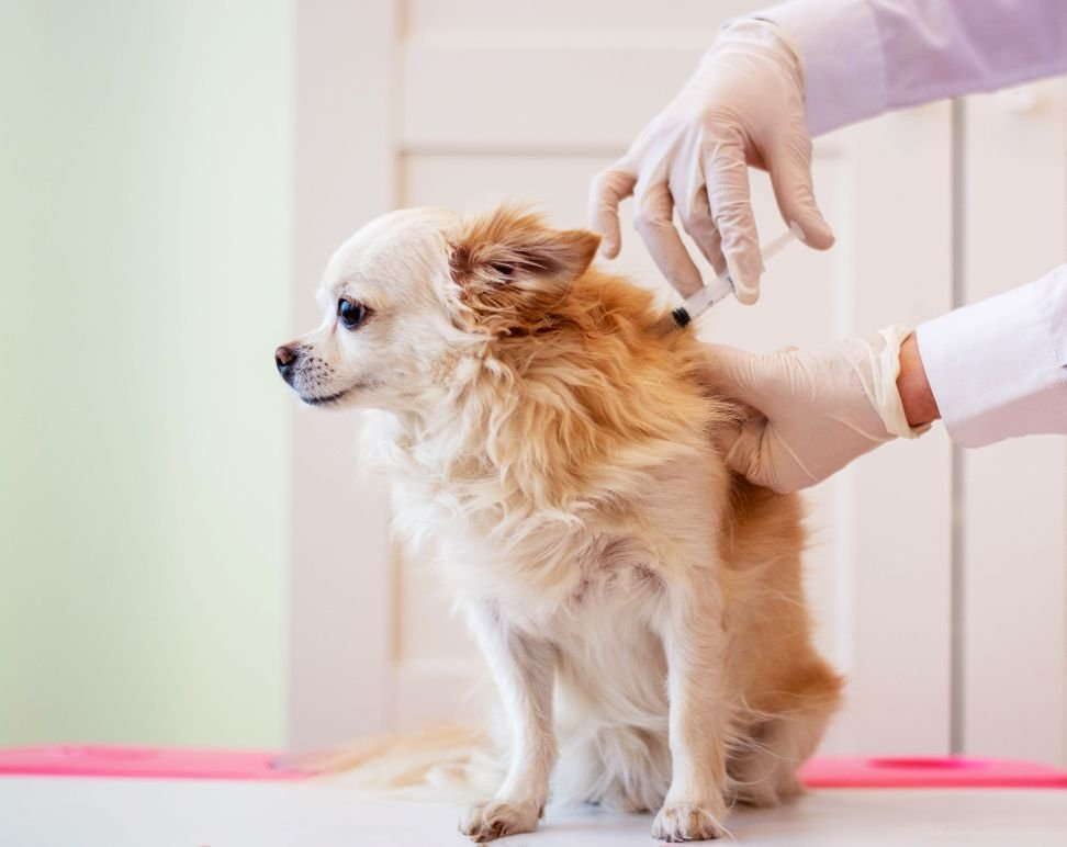 dog immunization