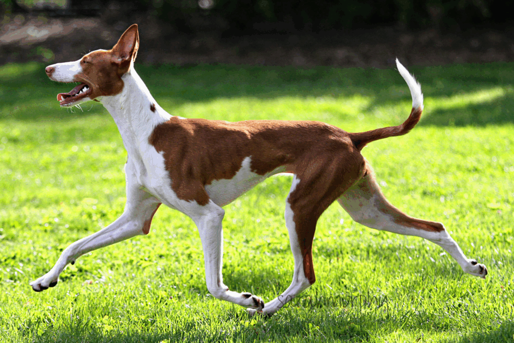 Ibizan Hound