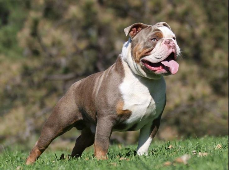 Olde English Bulldogge