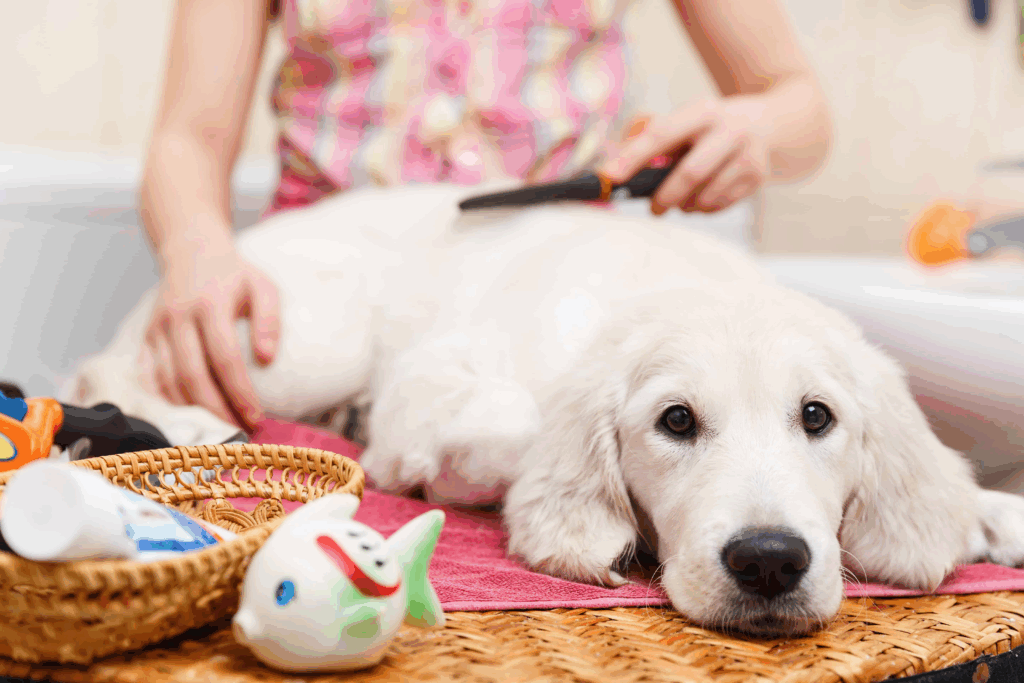 Caring for Dogs